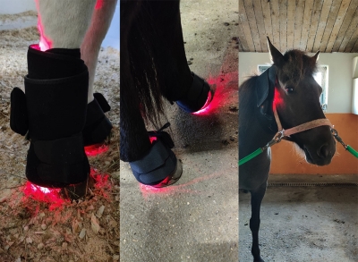 Equine light therapy
